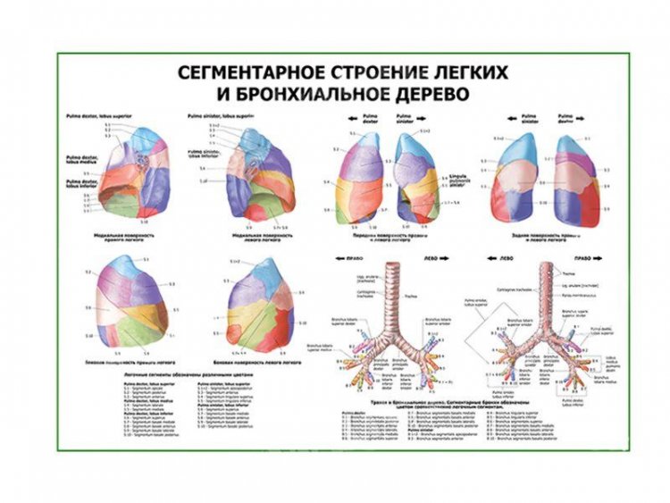 Строение легких человека схема с описанием
