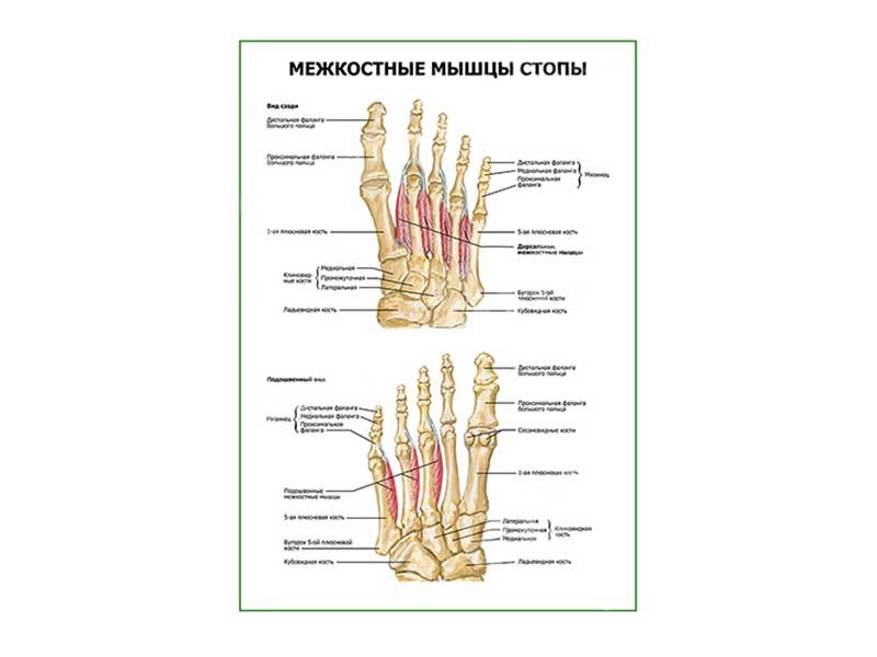 количество тыльных межкостных мышц стопы. количество тыльных межкостных мышц стопы. тыльные межкостные мышцы mm. тыльные межкостные мышцы стопуфункция. подошвенные межкостные мышцы стопы.