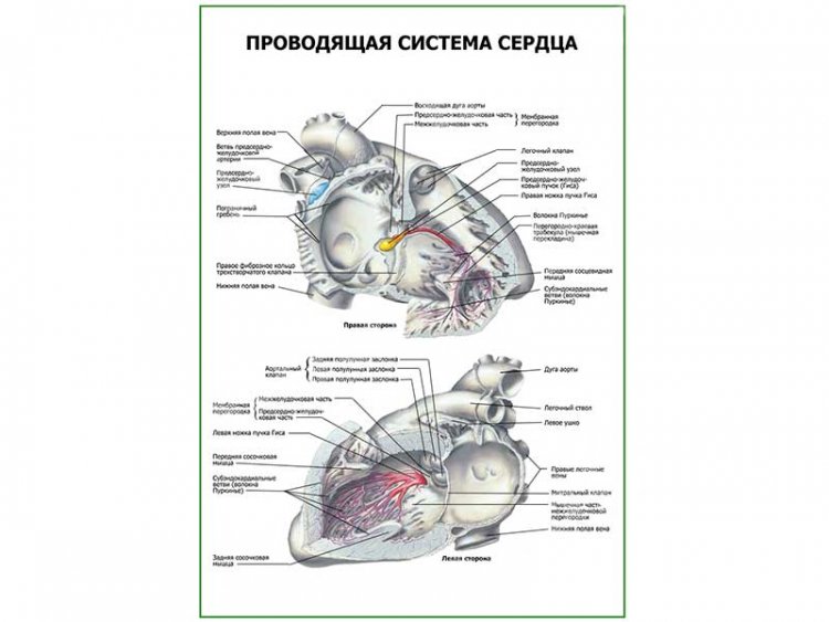 Проводящая система сердца плакат глянцевый А1/А2