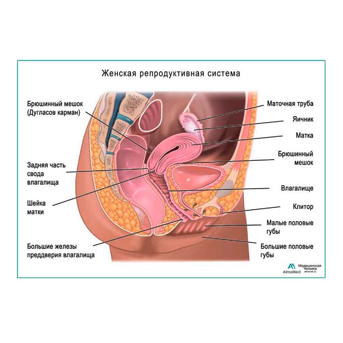 Анатомия женщины (строение женских половых органов) – полезные материалы arnoldrak-spb.ru
