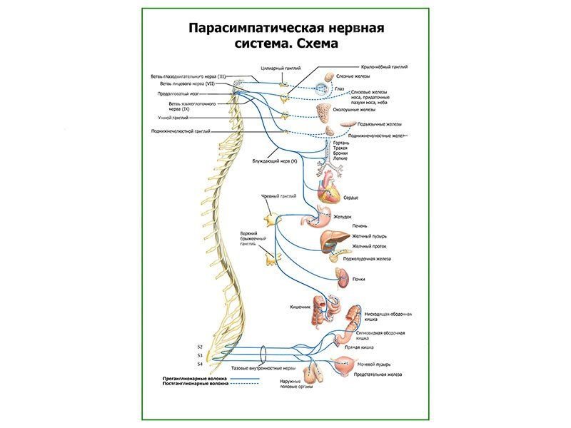 схема иннервации желудочно кишечного тракта. симпатическая и парасимпатическая нервная система. ядра симпатического отдела вегетативной нервной системы. функции симпатической и парасимпатической нервной системы таблица. симпатический и парасимпатический отделы.