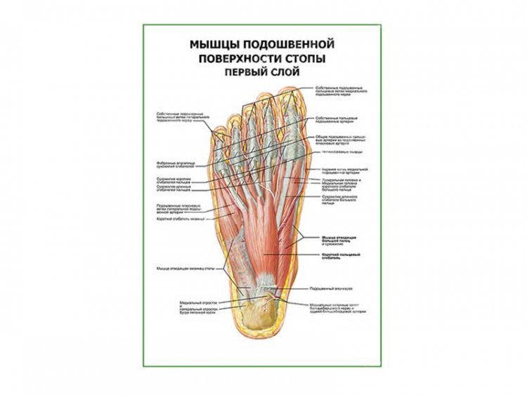 Мышцы подошвенной поверхности стопы первый слой плакат глянцевый А1/А2