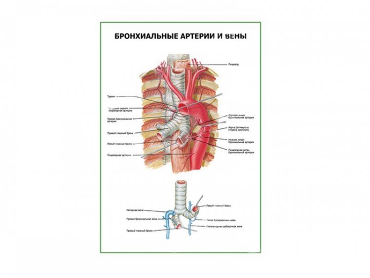 Бронхиальные артерии и вены плакат глянцевый А1/А2