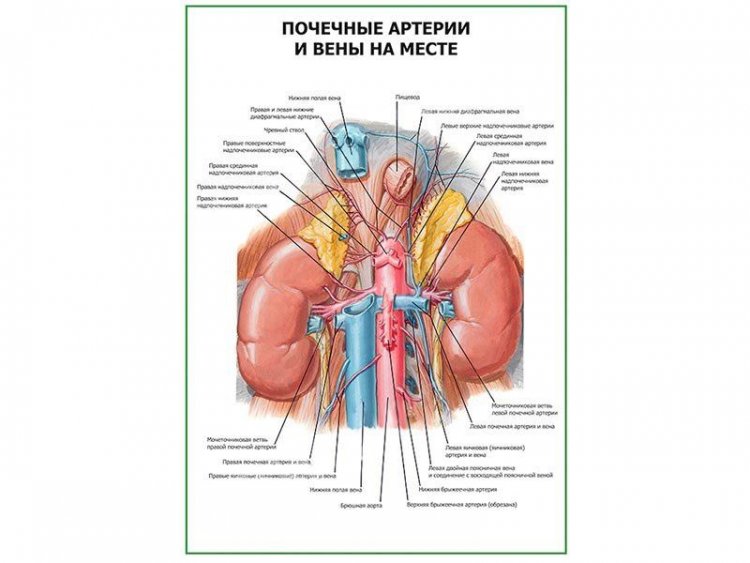 Почечные артерии и вены на месте плакат глянцевый А1/А2