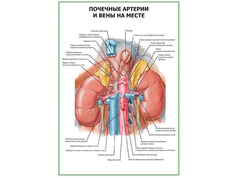 Почечные артерии и вены. Почечная артерия и почка. Добавочная почечная артерия. Почечная артерия и Вена различия.