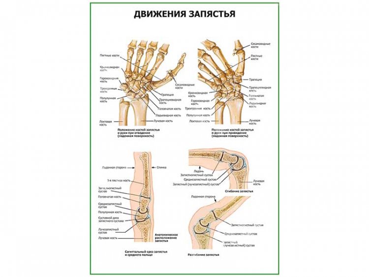 Лучезапястный сустав сгибание разгибание отведение приведение. Какие движения в лучезапястном суставе. Согните кисти в лучезапястном суставе. Соответствие движению кисти в лучезапястном суставе мышце:. Отведение в лучезапястном суставе.