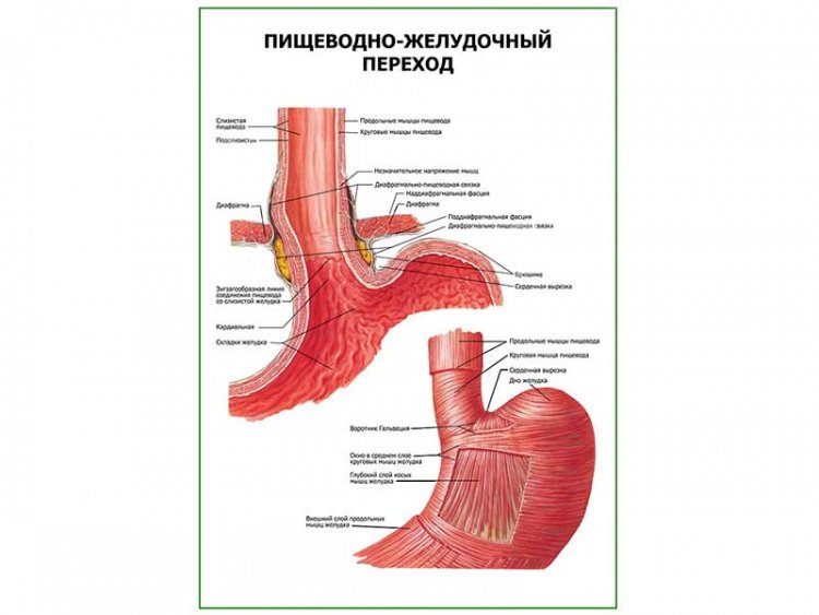 Пищеводно-желудочный переход плакат глянцевый  А1/А2