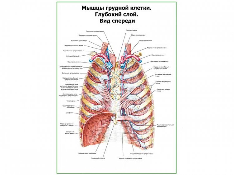 Мышцы грудной клетки. Глубокий слой. Вид спереди плакат глянцевый А1/А2