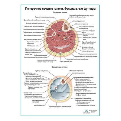 Поперечное сечение голени. Фасциальный футляр плакат глянцевый А1+/А2+