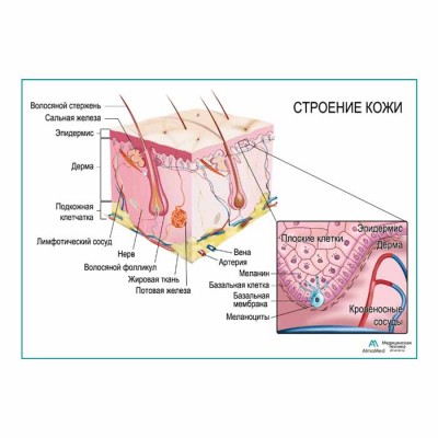 Строение кожи, плакат глянцевый  А1+/А2+
