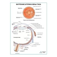 Внутренние артерии и вены глаза плакат глянцевый А1+/А2+