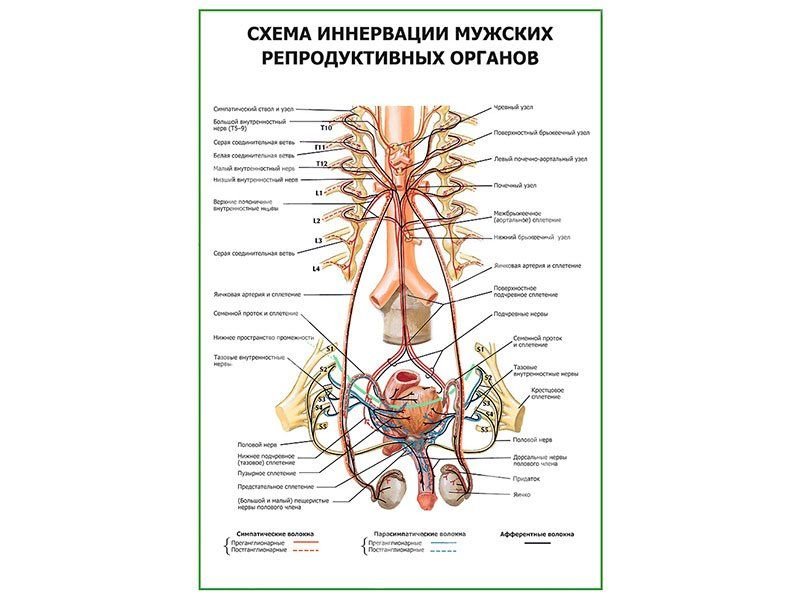 Схема мужской репродуктивной системы