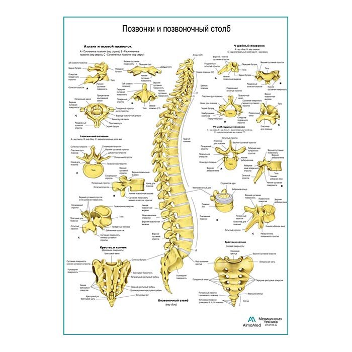 Позвоночный столб отделы изгибы. Сегментарная иннервация внутренних органов. Позвоночный столб отделы количество позвонков. Позвоночник человека вид сбоку. Отделы позвоночного столба человека схема.