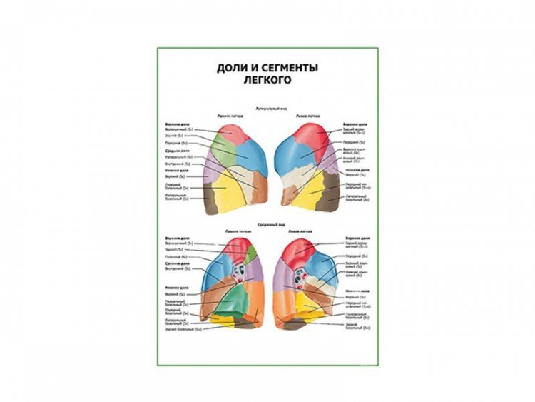 Доли легких схема