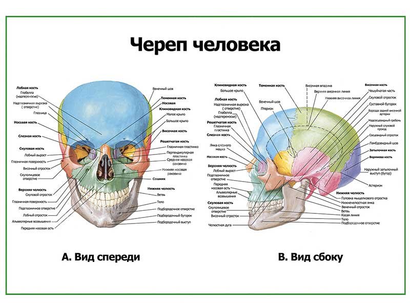 Подробный вид. Строение костей черепа анатомия. Кости черепа структура. Кости черепа человека анатомия на латыни. Череп вид спереди и сбоку.
