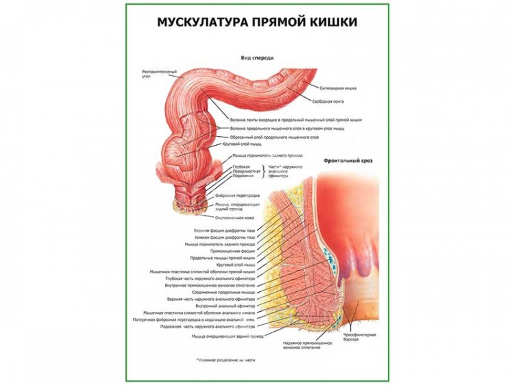 Как понять прямую кишку. Как понять прямую кишку