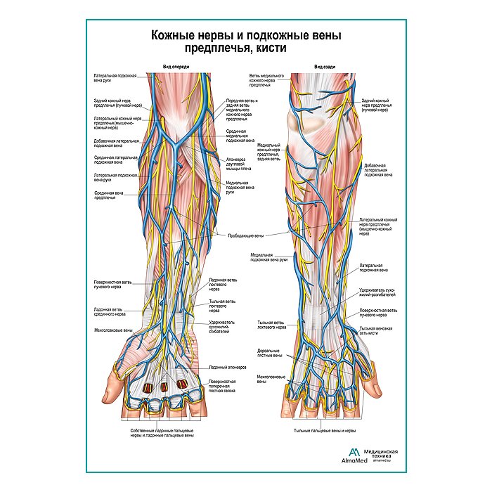 Кожные нервы и поверхностные вены предплечья плакат глянцевый А1+/А2+