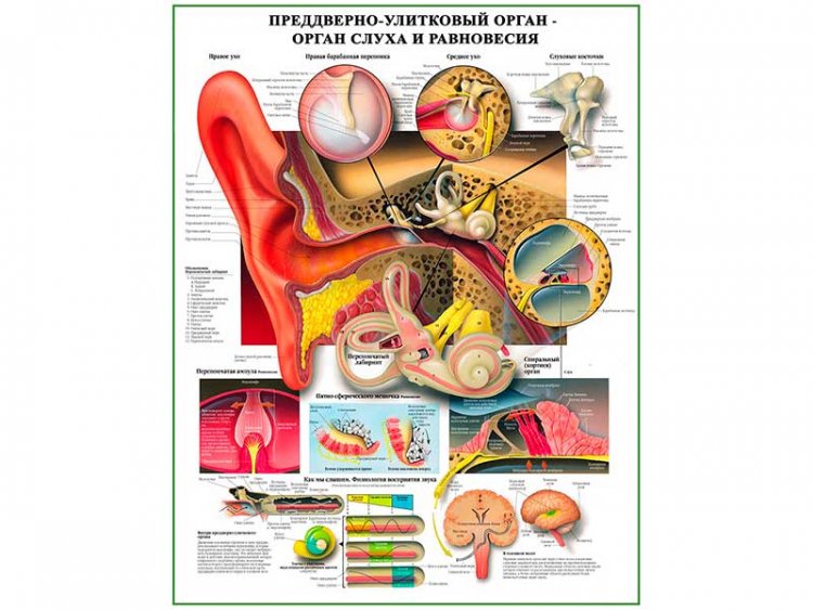 Преддверно-улитковый орган слуха и равновесия, плакат глянцевый А1/А2