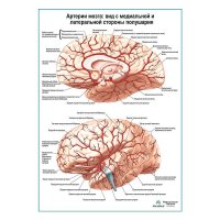 Артерии мозга: медиальный и  латеральный вид плакат глянцевый А1+/А2+