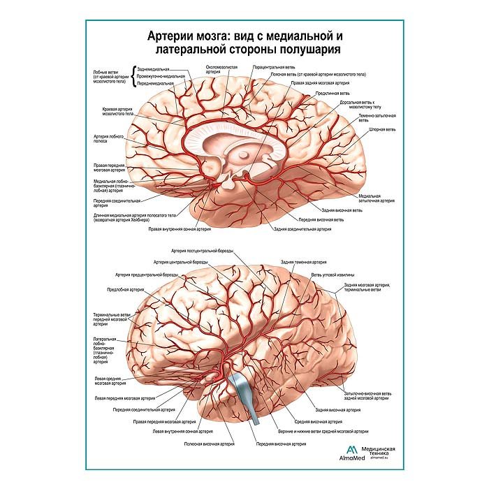 Артерии мозга: медиальный и  латеральный вид плакат глянцевый А1+/А2+