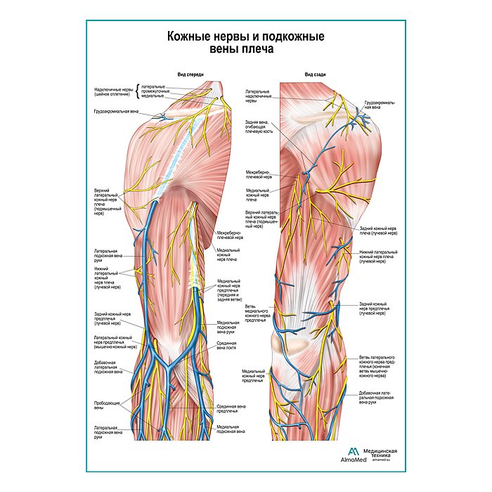 Кожные нервы и поверхностные вены плеча плакат глянцевый А1+/А2+