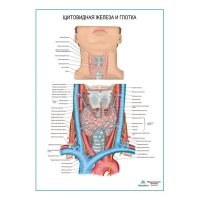 Щитовидная железа и глотка плакат глянцевый А1+/А2+