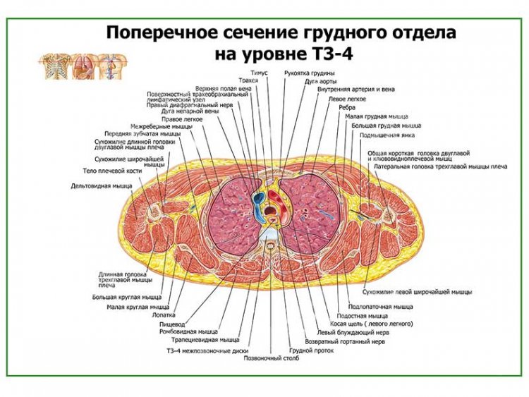 Поперечное сечение грудного отдела на уровне Т3-4 плакат глянцевый А1/А2
