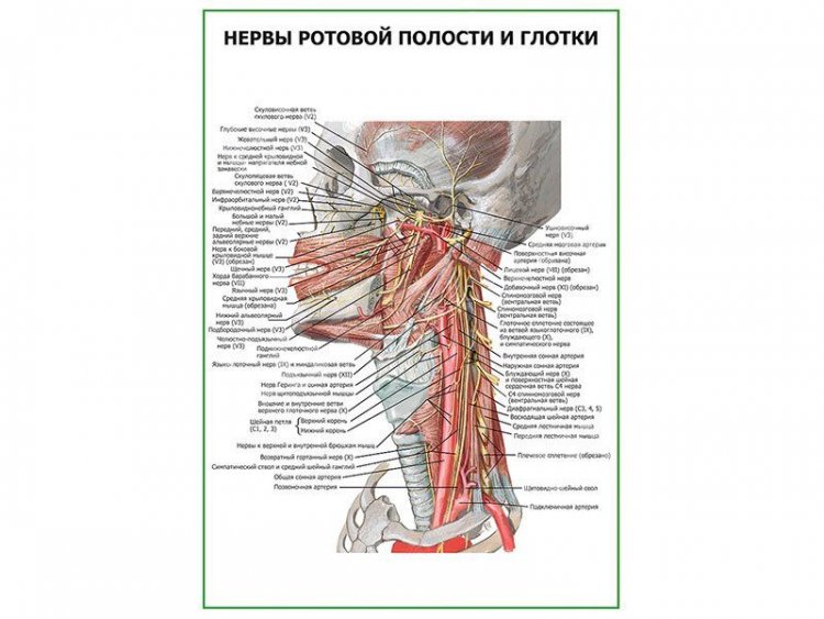 Нервы ротовой полости и глотки плакат глянцевый А1/А2