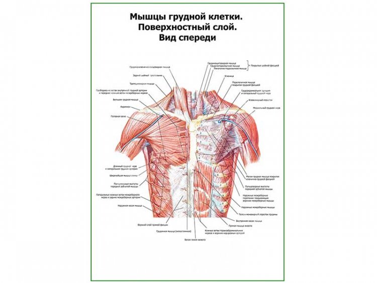 Мышцы грудной клетки. Поверхностный слой. Вид спереди плакат глянцевый А1/А2