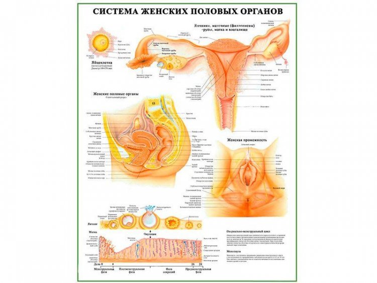 Система женских половых органов, плакат глянцевый А1/А2
