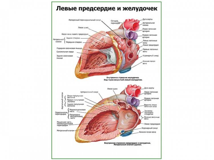 Левое предсердие и желудочек плакат глянцевый А1/А2