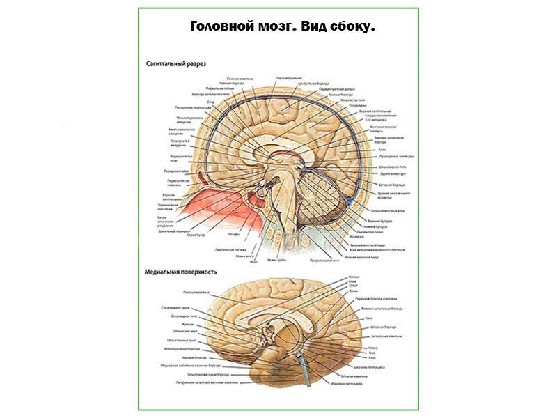 Ковид мозговой туман. Головной мозг вид сбоку. Плакат анатомия головного мозга. Головной мозг вид сбоку в разрезе. Головной мозг вид сбоку 2.