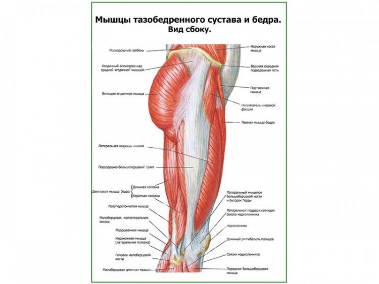 Мышцы тазобедренного сустава вид сбоку плакат глянцевый А1/А2