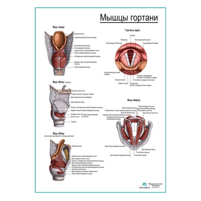 Мышцы гортани, плакат глянцевый А1+/А2+ Мышцы гортани, плакат глянцевый А1+/А2+