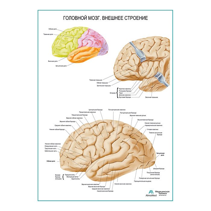Головной мозг, внешнее строение плакат глянцевый А1+/А2+