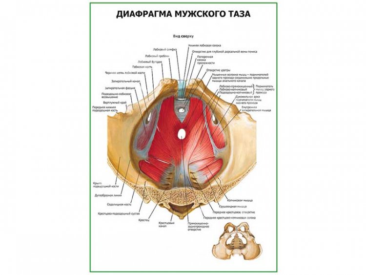 Диафрагма мужского таза плакат глянцевый А1/А2
