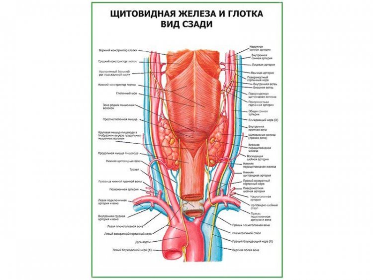 Щитовидная железа и глотка. Вид сзади плакат глянцевый А1/А2