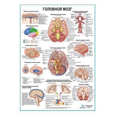 Головной мозг, плакат глянцевый А1+/А2+ Головной мозг, плакат глянцевый А1+/А2+