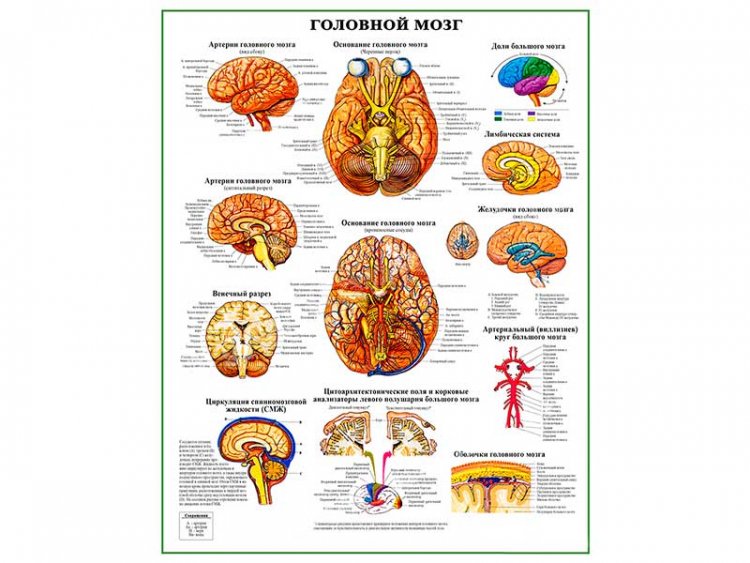 Головной мозг, плакат глянцевый А1/А2