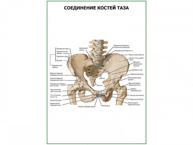Соединение костей таза плакат глянцевый А1/А2