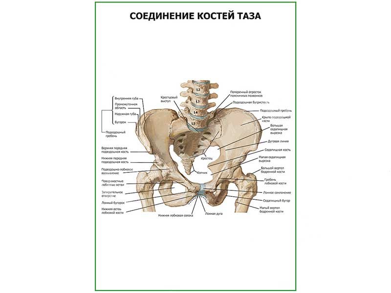 Кости таза строение соединение. Кости таза и их соединения. Соединение тазовых костей. Кости таза анатомия в картинках. Швы костей таза.