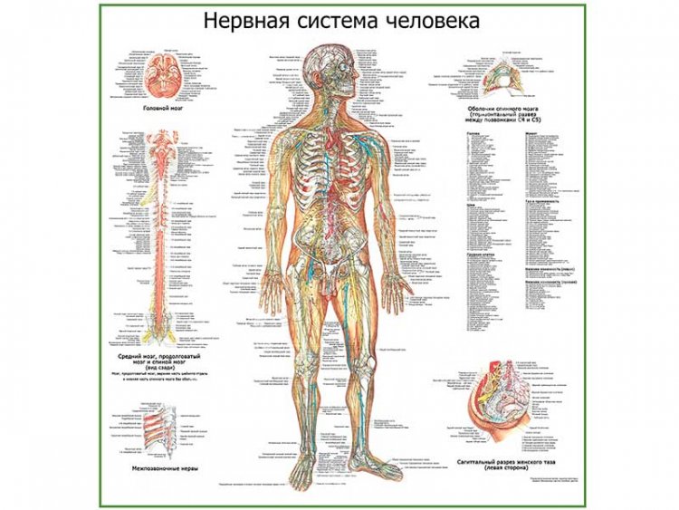 Нервная система человека, плакат глянцевый А1/А2