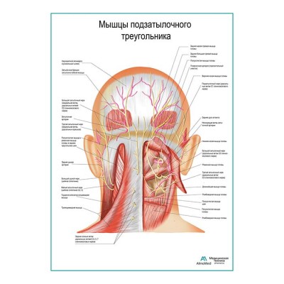 Мышцы подзатылочного треугольника плакат глянцевый А1+/А2+ Мышцы подзатылочного треугольника плакат глянцевый А1+/А2+
