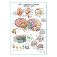 Строение головного мозга, плакат глянцевый А1+/А2+