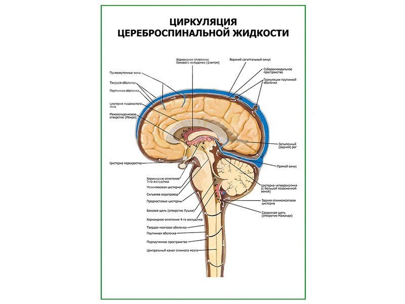 Схема оттока цереброспинальной жидкости
