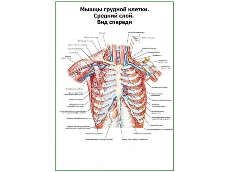 Мышцы грудной клетки. Средний слой. Вид спереди плакат глянцевый А1/А2