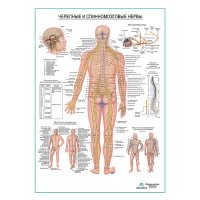 Черепные и спинномозговые нервы, плакат глянцевый А1+/А2+