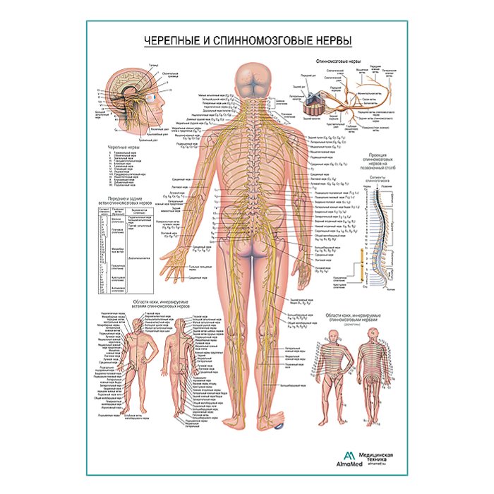 Черепные и спинномозговые нервы, плакат глянцевый А1+/А2+