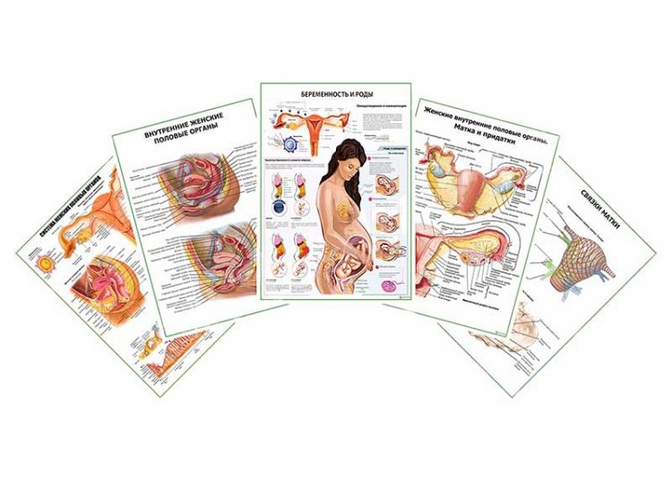 Комплект плакатов для кабинета гинеколога глянцевый А1/А2