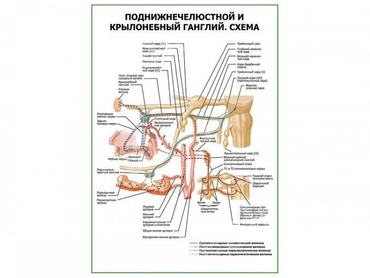 Крылонебный поднижнечелюстной ганглий. Схема плакат глянцевый А1/А2